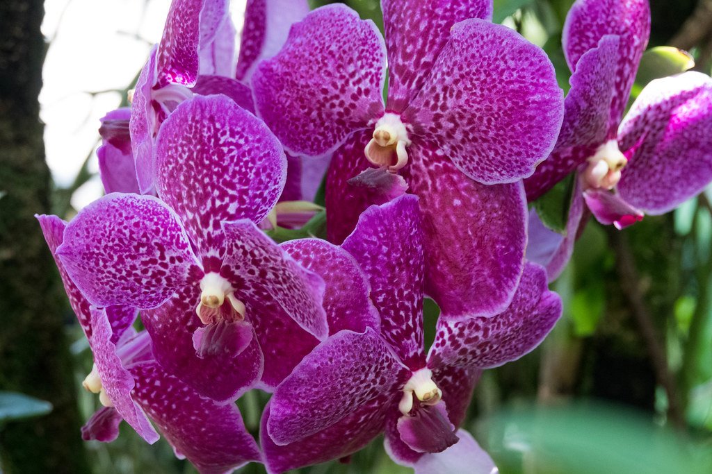 🌸 사쿠야 코노하나관 이미지 7